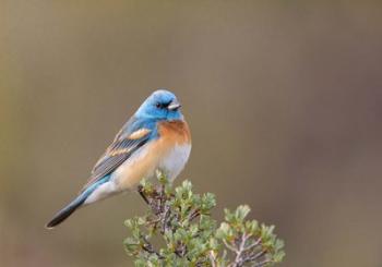 Lazuli Bunting On A Perch At The Umtanum Creek Recreational Are | Obraz na stenu