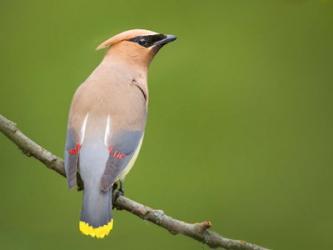 Cedar Waxwing On A Perch | Obraz na stenu