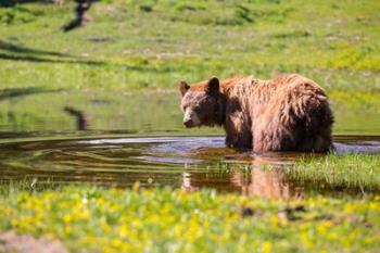 American Black Bear Takes A Cool Bath Near Mystic Lake | Obraz na stenu