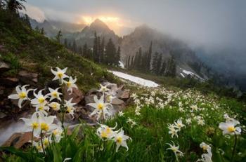 Avalanche Lilies Along A Small Stream Below Plummer Peak | Obraz na stenu