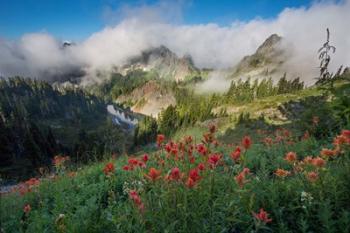 Indian Paintbrush Landscape Near The Tatoosh Range | Obraz na stenu