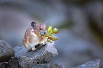 Hardworking Pika Bringing In The Harvest | Obraz na stenu