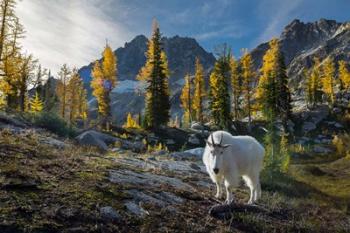 Adult, Male Mountain Goat | Obraz na stenu