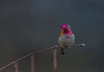 Anna's Hummingbird Lashes Its Iridescent Gorget | Obraz na stenu