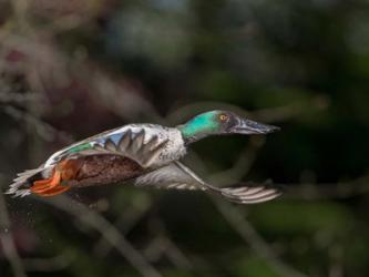 Northern Shoveler In Flight | Obraz na stenu