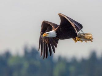 Bald Eagle In Flight With Fish Over Lake Sammamish | Obraz na stenu
