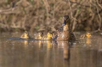 Mallard Hen With Ducklings On The Shore Of Lake Washington | Obraz na stenu