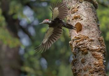 Female Pileated Woodpecker Flies From Nest In Alder Snag | Obraz na stenu