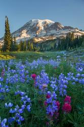 Wildflowers And Mt Rainier At Mazama Ridge | Obraz na stenu