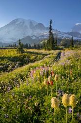 Paradise Area Landscape Of Mt Rainier National Park | Obraz na stenu