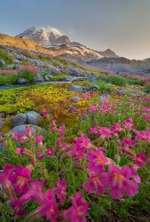 Lewis's Monkeyflower Along The Panorama Trail | Obraz na stenu