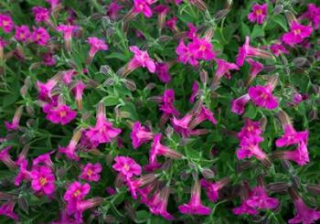 Pattern Of Lewis's Monkeyflowers | Obraz na stenu
