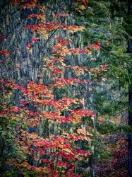 Moss Hanging From a Tree In Autumn | Obraz na stenu