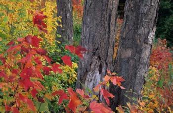 Yellow Birch Tree Trunks and Fall Foliage, White Mountain National Forest, New Hampshire | Obraz na stenu