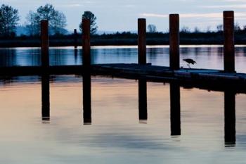 Washington, Great Blue Heron bird | Obraz na stenu