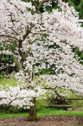 Cherry Trees Blossoming in the Spring, Washington Park Arboretum, Seattle, Washington | Obraz na stenu