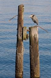 Great Blue Heron bird, Elliott Bay | Obraz na stenu