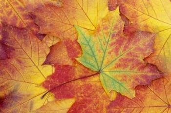 Maple Leaf Pattern | Obraz na stenu