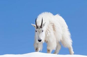 Close-Up Of A Mountain Goat | Obraz na stenu