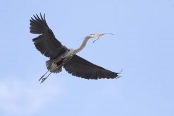 Washington State, Redmond, Great Blue Heron | Obraz na stenu