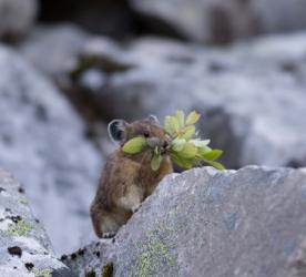 American Pika Collecting Leaves | Obraz na stenu