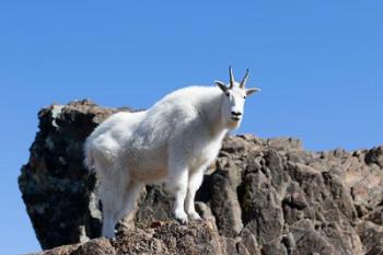 Mountain Goat Climbing Rocks | Obraz na stenu