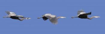 Three Great Blue Herons | Obraz na stenu