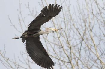 Great Blue Heron, flying back to nest with a stick | Obraz na stenu