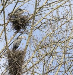 Great Blue Herons, on nest at rookery | Obraz na stenu
