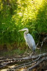 Great Blue Heron, Washington State | Obraz na stenu