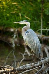 Washington State, Great Blue Heron | Obraz na stenu