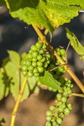 Pinot Gris Wine Grapes Ripen At A Whidbey Island Vineyard, Washington | Obraz na stenu