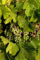 Pinot Grapes In Veraison In Vineyard In The Okanogan Valley, Washington | Obraz na stenu