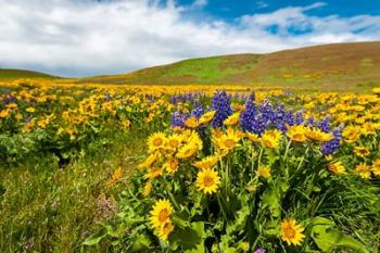 Spring Wildflowers Cover The Meadows At Columbia Hills State Park | Obraz na stenu