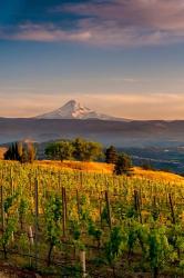 Mt Hood From A Vineyard | Obraz na stenu