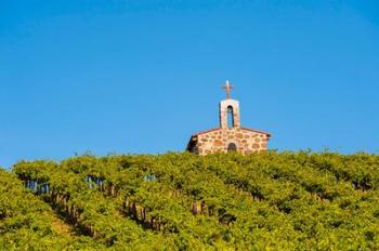 Malbec Grapes In A Vineyard, Washington | Obraz na stenu