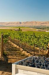 A Bin Of Cabernet Sauvignon Grapes At Harvest | Obraz na stenu