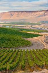 Dusk On A Vineyard | Obraz na stenu