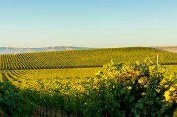 Vineyard At Royal Slope, Washington State | Obraz na stenu
