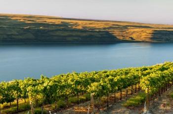 Vineyard Overlooking The Columbia River | Obraz na stenu