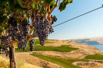 Merlot Grapes Hanging In A Vineyard | Obraz na stenu