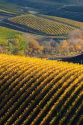 Vineyards, Walla Walla, Washington State | Obraz na stenu