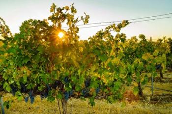 Sun Burst In A Vineyard | Obraz na stenu