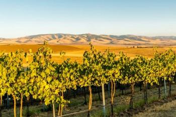 The Blue Mountains Overlook A Vineyard, Washington State | Obraz na stenu