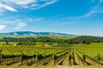 Vineyard Landscape In Walla Walla | Obraz na stenu