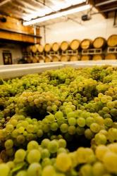 Bin Of Chardonnay Grapes Awaits Beind Crushed | Obraz na stenu