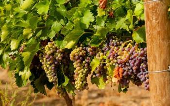 Wine Grapes In Veraison In A Vineyard | Obraz na stenu