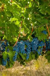 Cabernet Sauvignon Grapes Near Harvest | Obraz na stenu