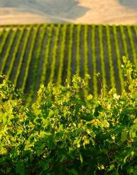 Vineyard At Mabton, Washington State | Obraz na stenu