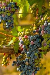 Cabernet Franc Block In Harvest | Obraz na stenu